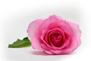 Fototapeta na wymiar beautiful pink rose flower blossom bud isolated on white background