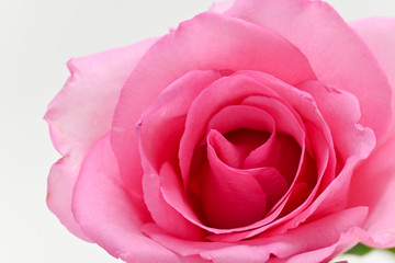 closeup beauty petal of pink rose flower blossom on white background