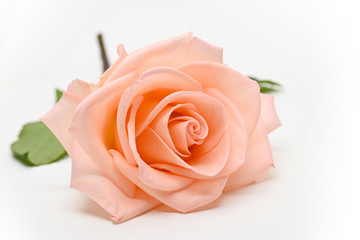 Fototapeta na wymiar single beauty orange rose flower blossom bud isolated on white background
