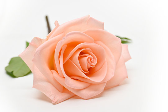 single beauty orange rose flower blossom bud isolated on white background