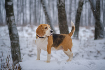 Beagle dog on a walk in a winter Park during a snowfall