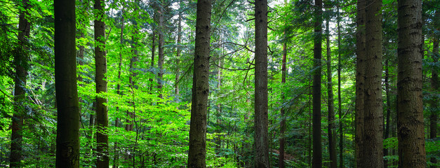 Beautiful forest panorama - lush green trees in the Carpathian mountains