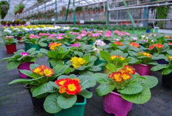 Close-up of a red and yellow primrose in a bright pots and lots of blurred bright multicolored primeroses (cowslips) in a greenhouse. On the blurred background hanging flowers. Spring flower sale