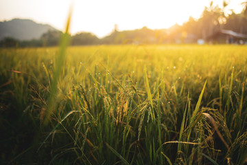 field, sky, landscape, grass, nature, agriculture, meadow, summer, green, sun, sunset, wheat, cloud, farm, clouds, sunrise, rural, countryside, sunlight, spring, blue, plant, country, beautiful, seaso