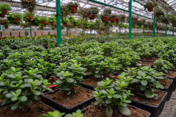 Many small green crassula plants, also known as the money tree, stand in rows in flower pots, against a blurred background of hanging plants. Grown in a greenhouse, for sale