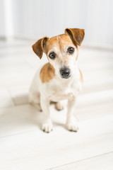 Adorable small cute dog Jack Russell terrier.  Small depth of field. Looking to the camera. Sitting on the floor in the room