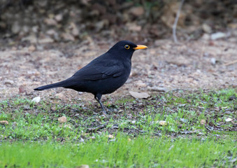 Common Blackbird (Turdus merula) Feeding On Ground