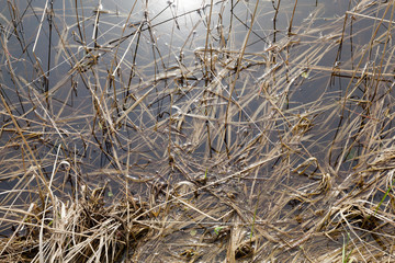 Fototapeta premium swamp with water