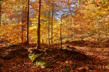 Fototapeta premium sonniger Herbst im Wald