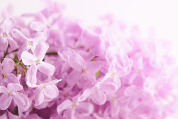 Naklejka na ściany i meble Soft beautiful spring lilac background. Closeup view. Postcard
