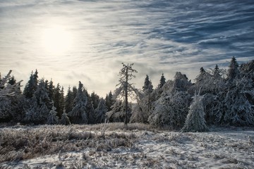 verschneiter frostiger Wald im Winter stark bewölkter Himmel