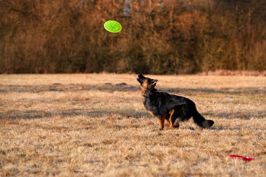 Bohemian shepherd, purebred dog. Black and brown, hairy shepherd dog in action, jumping to catch a green frisbee disk. Active family dog in training games in orange late autumn nature.