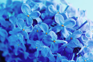Classic blue lilac design background. Spring flower blooming. Tredy color of the year 2020