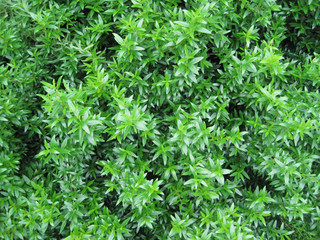 画面いっぱいのグリーン