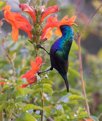 The Palestine sunbird (Cinnyris osea) feeging on flowers, male at Beer Sheva's park, Israel