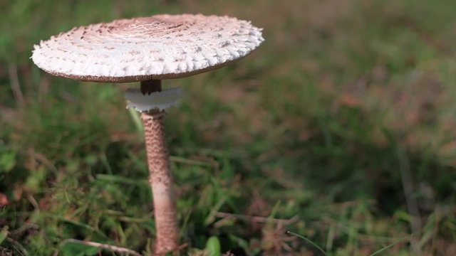 Wild parasol mushroom on a meadow. Slow motion POV shot on a gimbal.