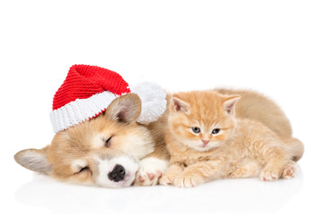 Corgi puppy wearing  acred christmas hat sleeps with tiny kitten. isolated on white background