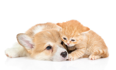 Sad pembroke welsh corgi puppy lies  with tiny kitten. isolated on white background