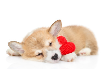 Pembroke welsh corgi puppy sleeps with a red heart. isolated on white background