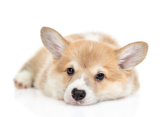 Sad Pembroke Welsh Corgi puppy lies and looks at camera. isolated on white background