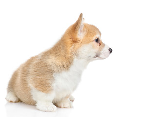 Fototapeta na wymiar Cute Pembroke Welsh Corgi puppy sits in profile and looks away. isolated on white background