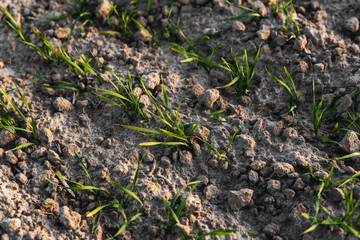 Young wheat seedlings growing on a field in autumn. Young green wheat growing in soil. Agricultural proces. Close up on sprouting rye agriculture on a field sunny day with blue sky. Sprouts of rye.