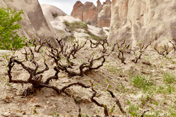 Goreme National Park. Cappadocia, Turkey