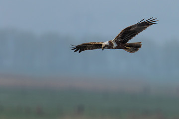 bald eagle in flight