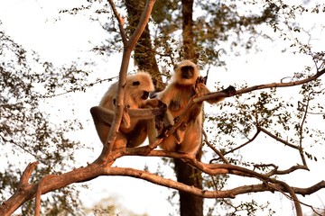 Long tailed Monkeys preening each other