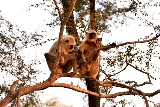 Long tailed Monkeys preening each other