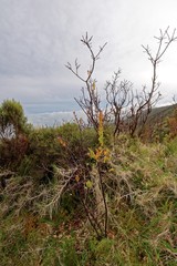 Azoren - São Miguel - Pico da Vara - Wanderweg