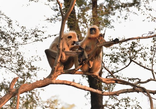 Matriarch Long tailed Monkey on guard duty