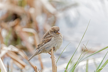 The house sparrow (Passer domesticus) is a bird of the sparrow family Passeridae