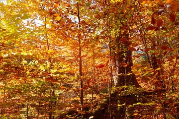 traumhaftes Streiflich im Buchenwald im Harz