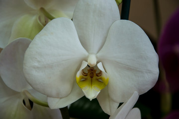 Fototapeta na wymiar Close-up of beautiful white orchid flower, phalaenopsis plant, flora