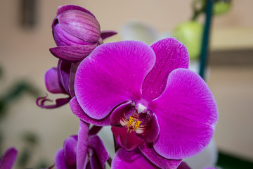 Close-up of beautiful purple orchid flower, colorful phalaenopsis plant, flora