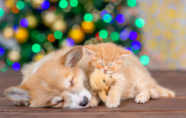 Sleepy pembroke welsh corgi puppy lies with kitten that hugs a toy bear on festive Christmas background