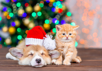 Fototapeta na wymiar Sleepy pembroke welsh corgi puppy wearing a funny santa hat lies with kitten on festive Christmas background