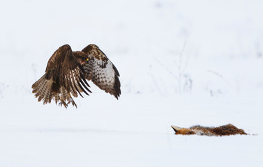 Common buzzard in the snow with dead fox