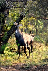 Blue deer searching for tender leaves