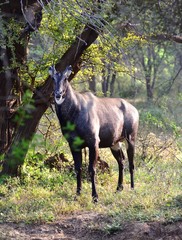 Blue deer searching for tender leaves