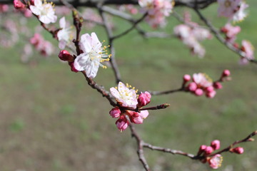 Pink apricot blossom