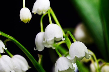 Lily of the valley flowers