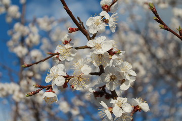 White apricot blossom