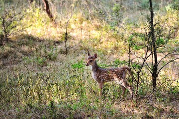 Naklejka na ściany i meble Fawn spotted deer stood still in the undergrowth