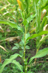 Weed Persicaria lapathifolia grows in the open ground