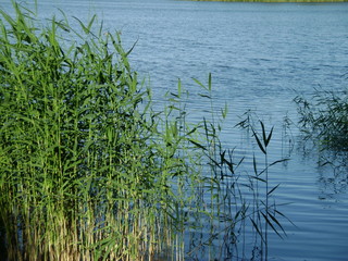reeds in the lake