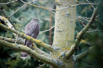 Eurasian sparrowhawk, Accipiter nisus, bird of prey, on the ground after an attack on small garden birds feeding on a bird feeder. Sparrowhawk in the garden. Czech Republic Europe.