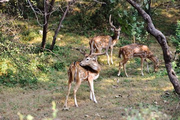 Naklejka na ściany i meble Male spotted deer smelling the air for females