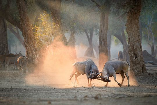 Two large male Eland antelopes, Taurotragus oryx, fighting in an orange  cloud of dust backlighted by rays of morning sun. Low angle,  photo of wild animals, walking safari in Mana Pools, Zimbabwe.